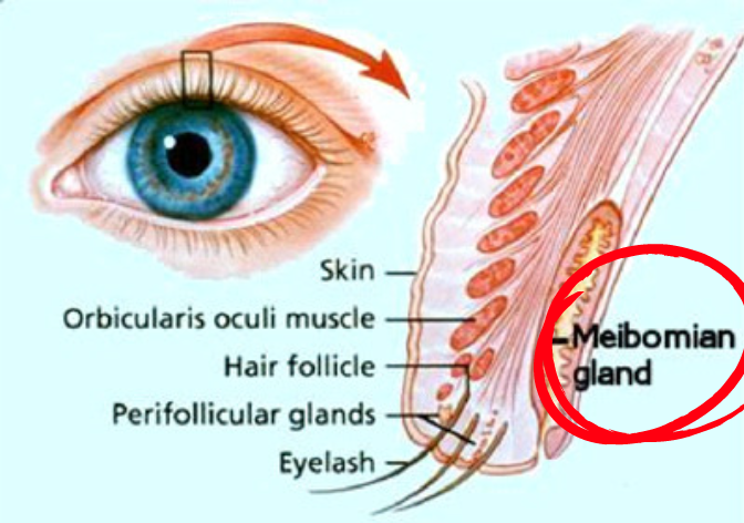 When and How to Clean Your Meibomian Glands? 사진 2
